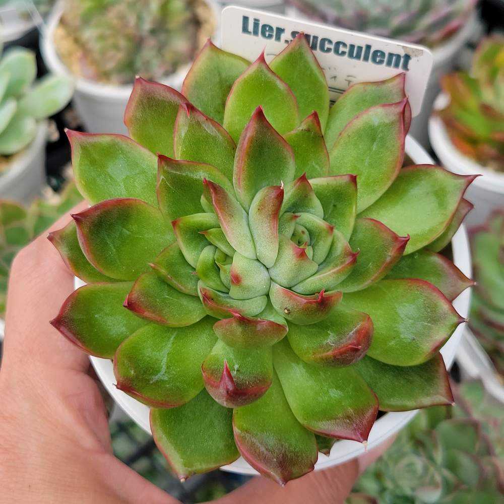 多肉植物❤️フロリディティール ❤️1頭12cm!拔き苗！三年生！セダム  おまけ フロリディティール(tsunコレ・キメコレ)｜🍀GreenSnap