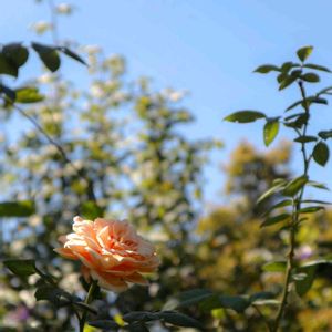 散歩,庭園,花いろいろ,ばら 薔薇 バラ,広い庭の画像