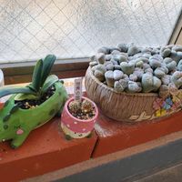 サボテン,リトープス,ガステリアの何とか,世界の図,多肉植物の画像