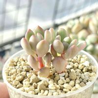 成長記録 トーレス錦,成長記録 トーレス錦,セダム トーレス錦,エケベリア トーレス錦,神奈川タニラーの画像