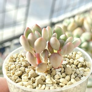 成長記録 トーレス錦,成長記録 トーレス錦,セダム トーレス錦,エケベリア トーレス錦,神奈川タニラーの画像