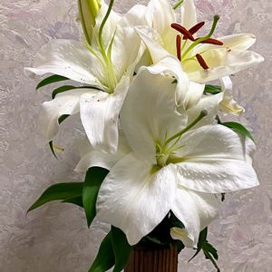 カサブランカ,カサブランカ,癒されて,お花とグリーンのある暮らし,白い水曜日♡の画像