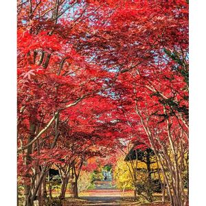 ノムラモミジ,もみじの紅葉,日本庭園,真っ赤,紅葉（こうよう）の画像