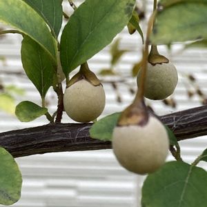 エゴノキ,エゴノキの実,シンボルツリー,エゴの木,エゴノキ科の画像