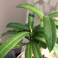 イヌマキ,観葉植物,ハイドロカルチャーの画像