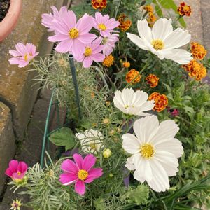 コスモス,マリーゴールド,水やり,花いろいろ,庭いじりの画像