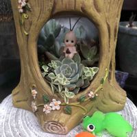 リトルミッシー,リトルミッシー,マーガレットレッピン,マーガレットレッピン,パキフィツム属の画像