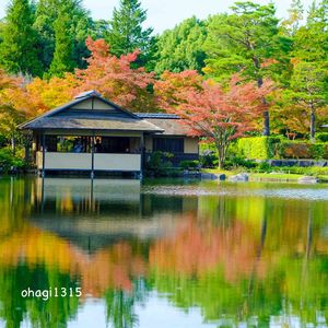 モミジ,昭和記念公園,日本庭園,かわいいな♡,花のある暮らしの画像