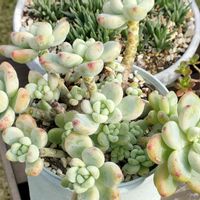 ロッティ,ロッティ,多肉植物,多肉大好き,多肉植物の紅葉の画像