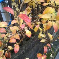 レンギョウ,鉢植え,お散歩道,秋だね〜,きれい✨の画像