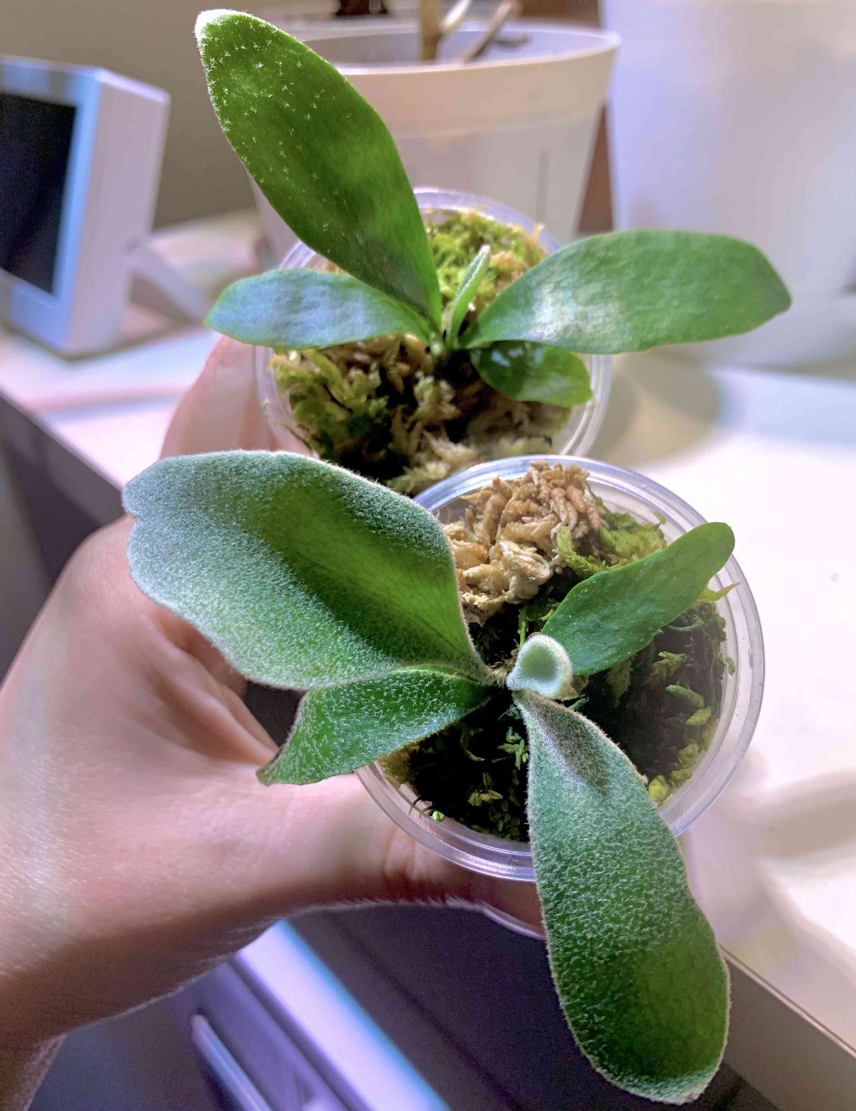 ビカクシダ モンキーノースの一覧|🍀GreenSnap(グリーンスナップ) ビカクシダ モンキーノースの一覧|🍀GreenSnap(グリーンスナップ)