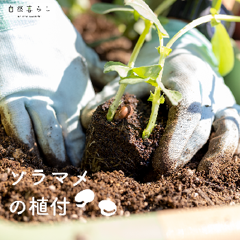 モニター,PR,カインズ,くらしにららら,おうちde菜園の画像