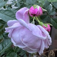 バラ　プロローグ,ガーデニング,フロントガーデン,秋の庭,ばら バラ 薔薇の画像
