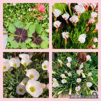 オキザリス,オキザリス,オキザリス・バーシカラー,オキザリス・バーシカラー,モンカタバミの画像