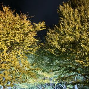 イチョウ,イチョウ,タケ,昭和記念公園,日本庭園の画像