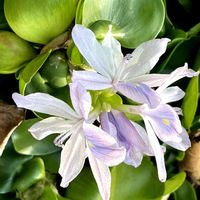 ホテイアオイ,元気もらえる,平和を願う☆,美しき青きドヨウ,癒しの薄紫の画像