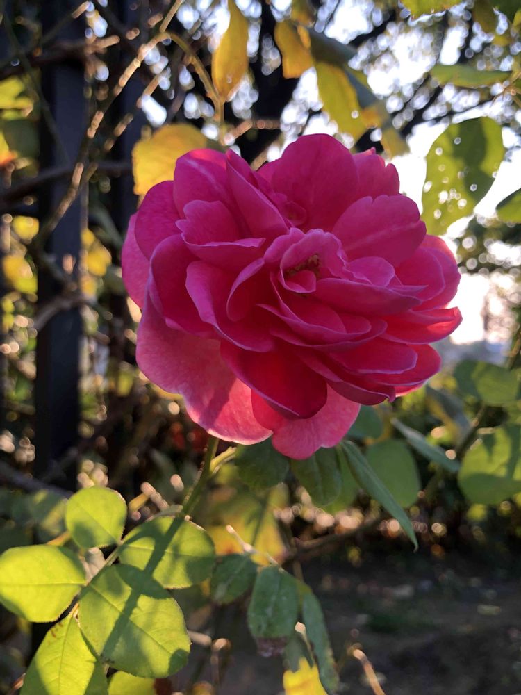 ピリチャンさんの港の見える丘公園への投稿