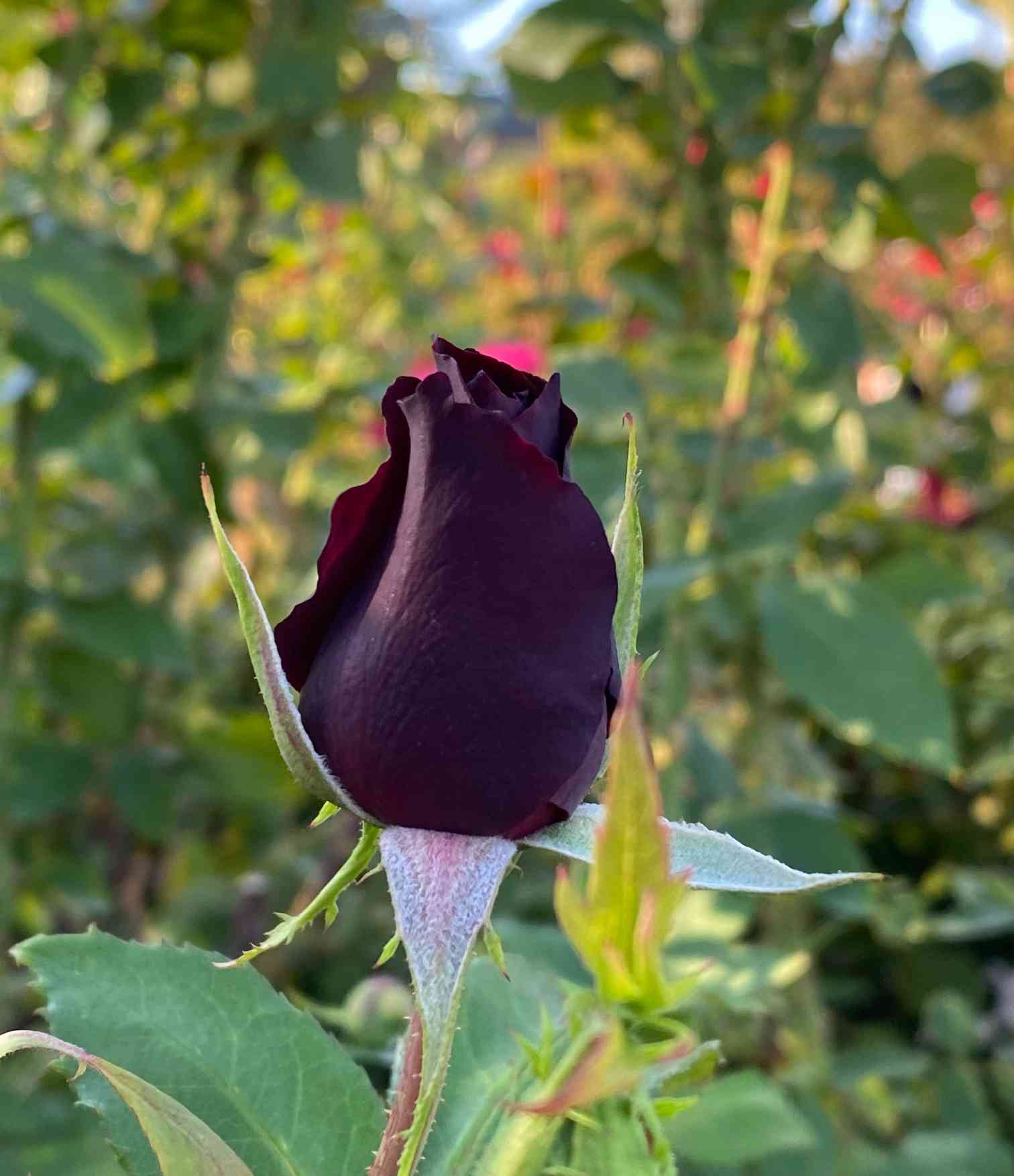 接木薔薇　黒真珠 黒真珠 Kuroshinju ｜ ピーキャットローズショップ