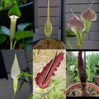 コンニャク,塊根植物,希少,山野草,多肉中毒の画像