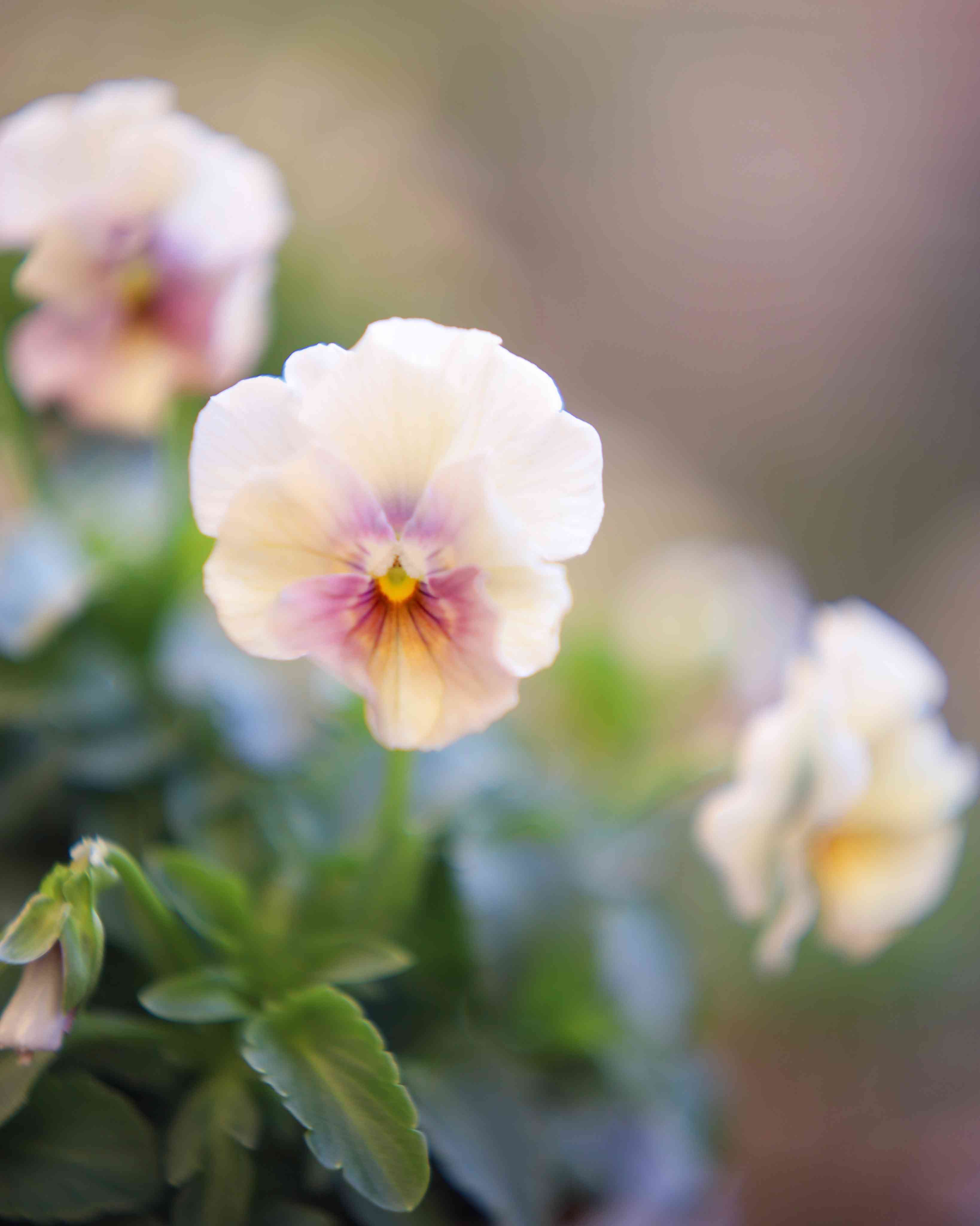 寄せ植え　花　花日和パンジーペルクレア
