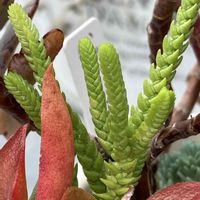ペパーミント,ポットマム,若緑,若緑,多肉植物の画像