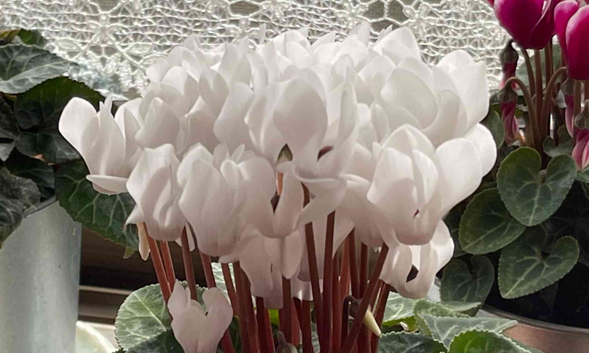 白いガーデンシクラメン〜3年めの開花〜4年目の開花へ｜🍀GreenSnap