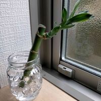 ミリオンバンブー,窓辺の画像