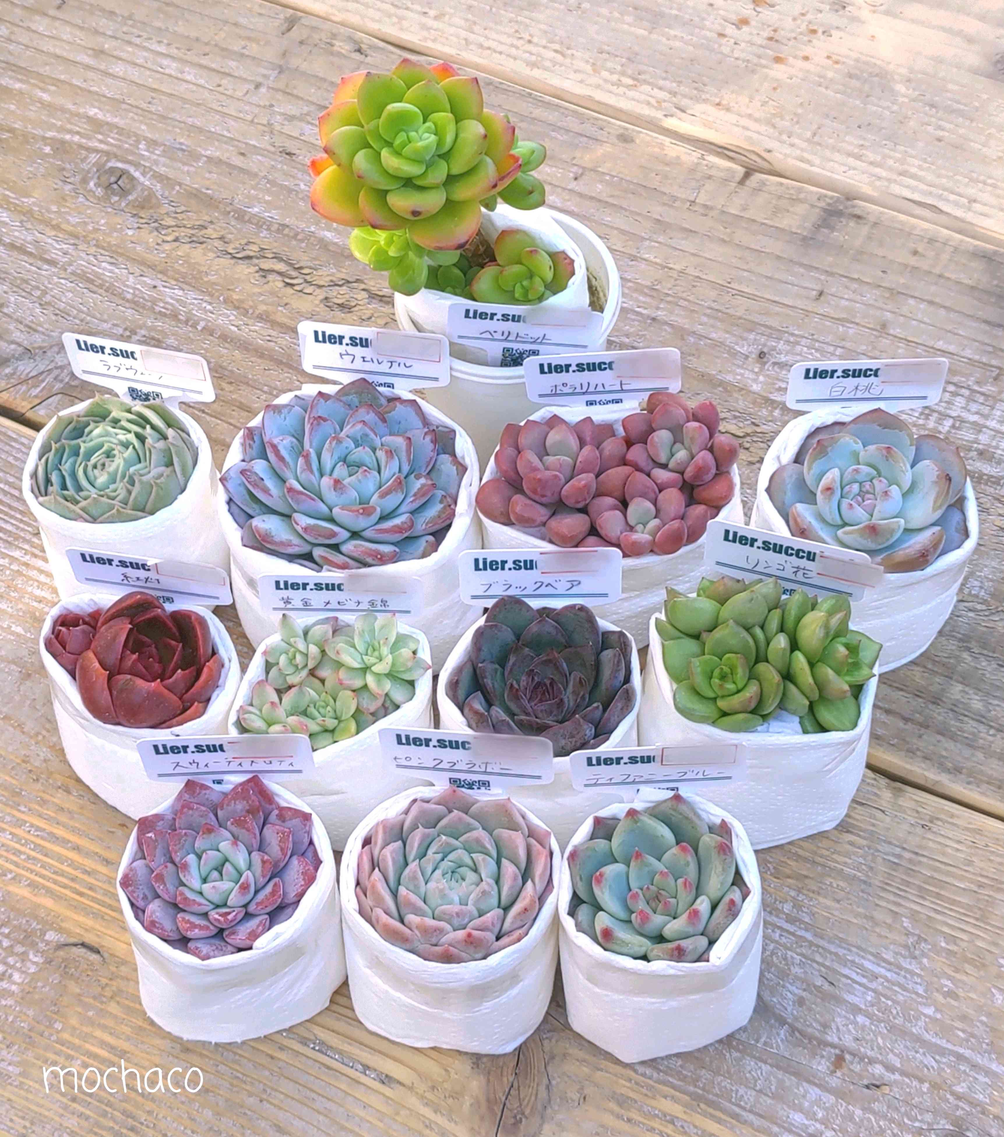 多肉植物の投稿画像 by mochacoさん｜リトルミッシーとリトルゼムと