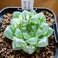 ハオルチア,菊の雫錦,多肉大好き,キラキラ,美しいの画像