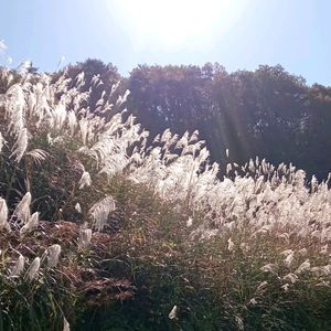 ススキ,芒,薄,雑草,山野草の画像