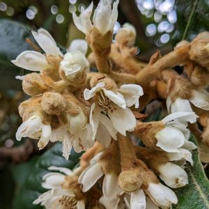 ビワ,ビワ,ホウレンソウ,ビワの花,イヌタデの画像