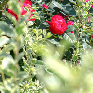 散歩,庭園,花いろいろ,ばら 薔薇 バラ,広い庭の画像