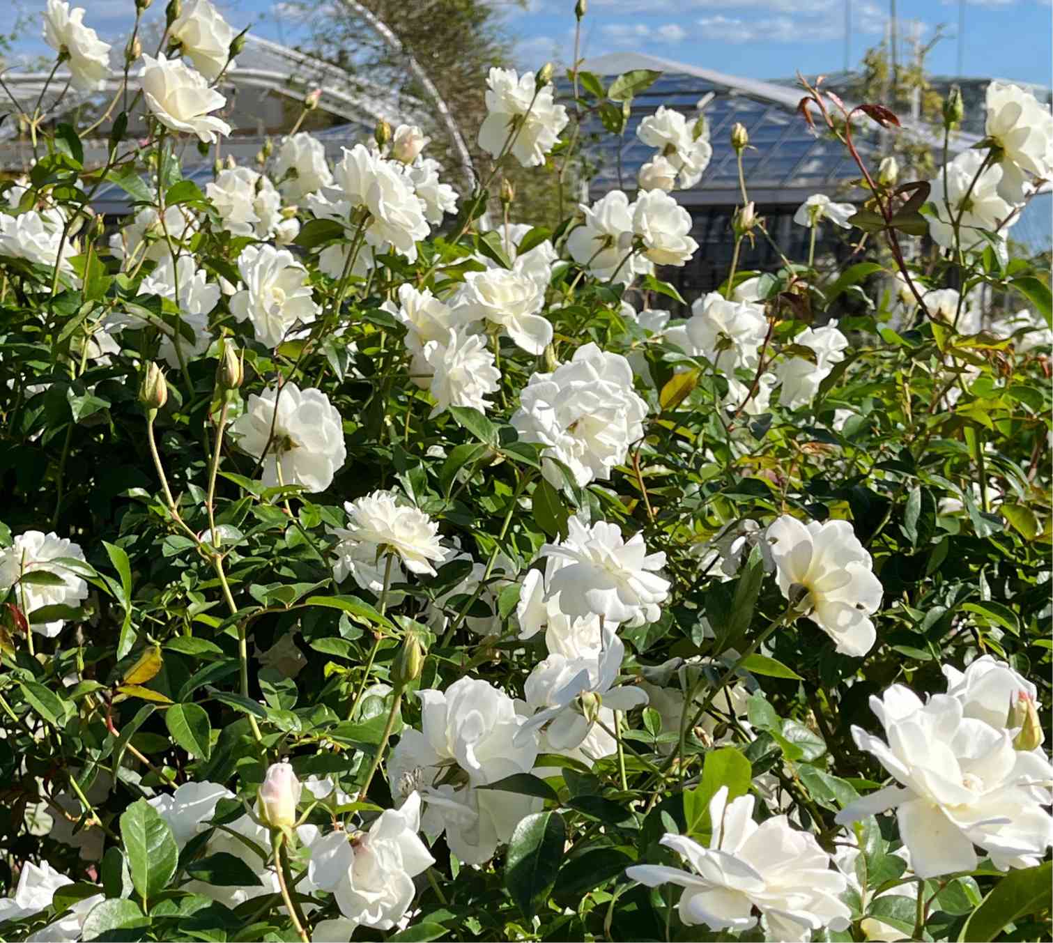 広島市植物公園・バラ園からコスモス畑まで Hiroshima Botanical