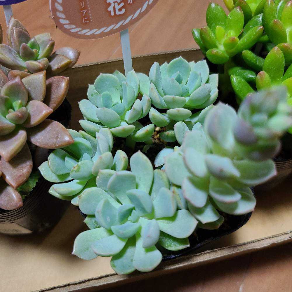 群月花 の成長記録🌸🌹｜🍀GreenSnap（グリーンスナップ）