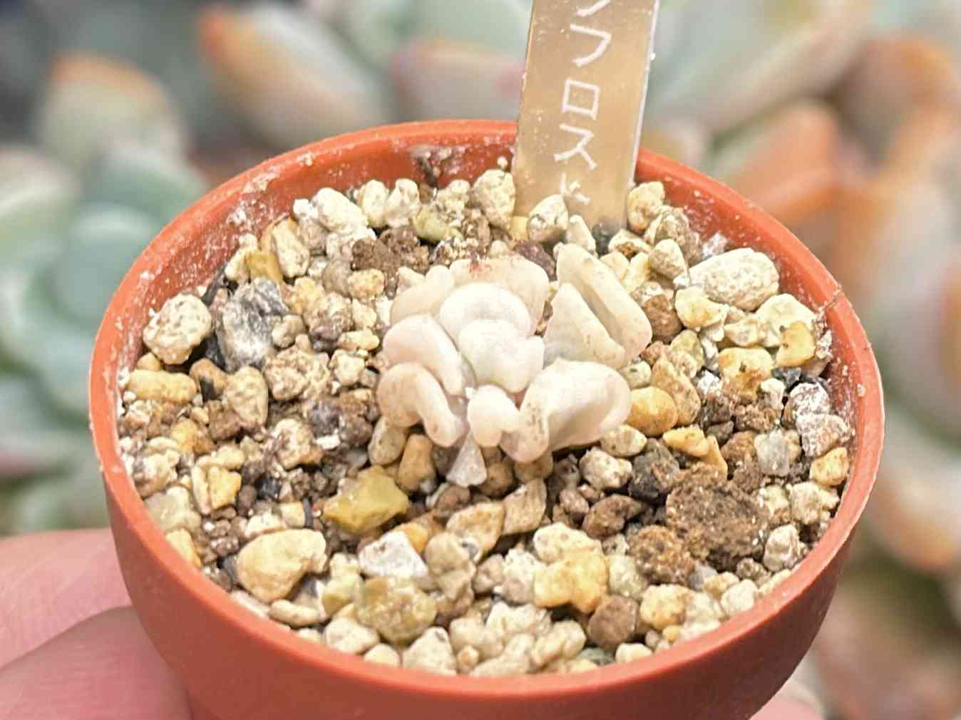 人気特価をすべて キュービックフロスト錦の一覧｜🍀GreenSnap（グリーンスナップ） その他多肉植物