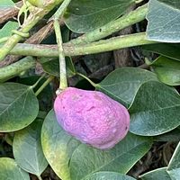 ムベ,ムベ,ムベの果実,ムベの果実,今日のお花の画像
