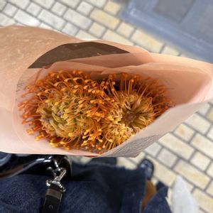 ピンクッション,切り花,お花屋さん,花のある暮らし,ガラスの花瓶の画像