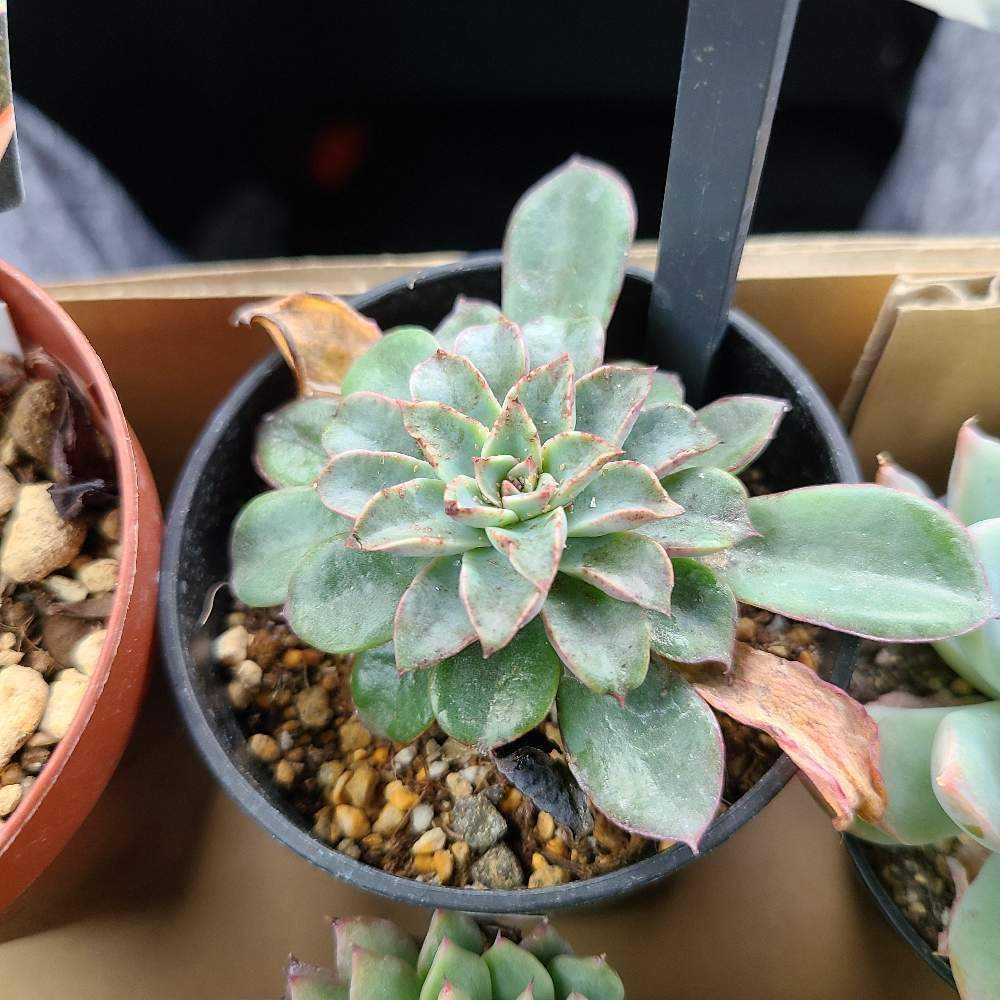 ファンタスティックファウンテンの成長記録✨✨｜🍀GreenSnap