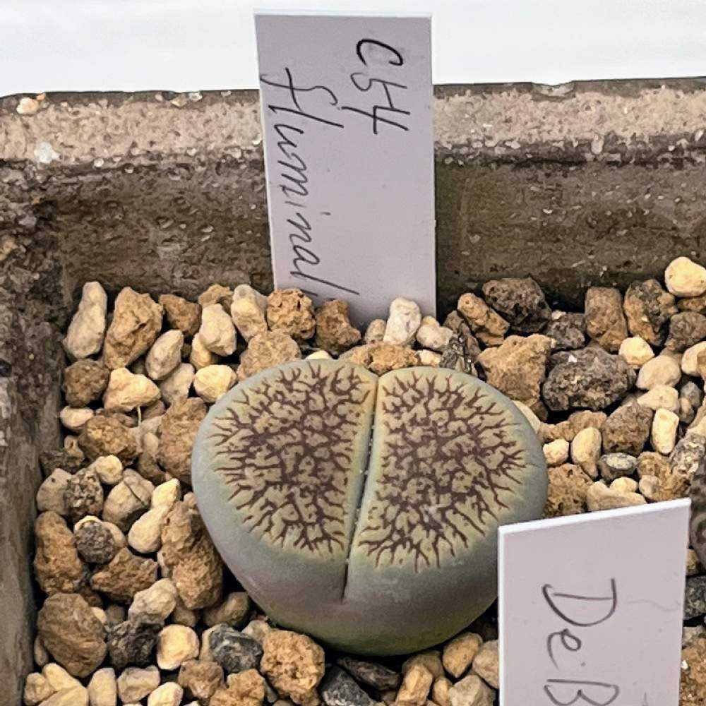 2023年に買ったリトープス ｜🍀GreenSnap（グリーンスナップ）