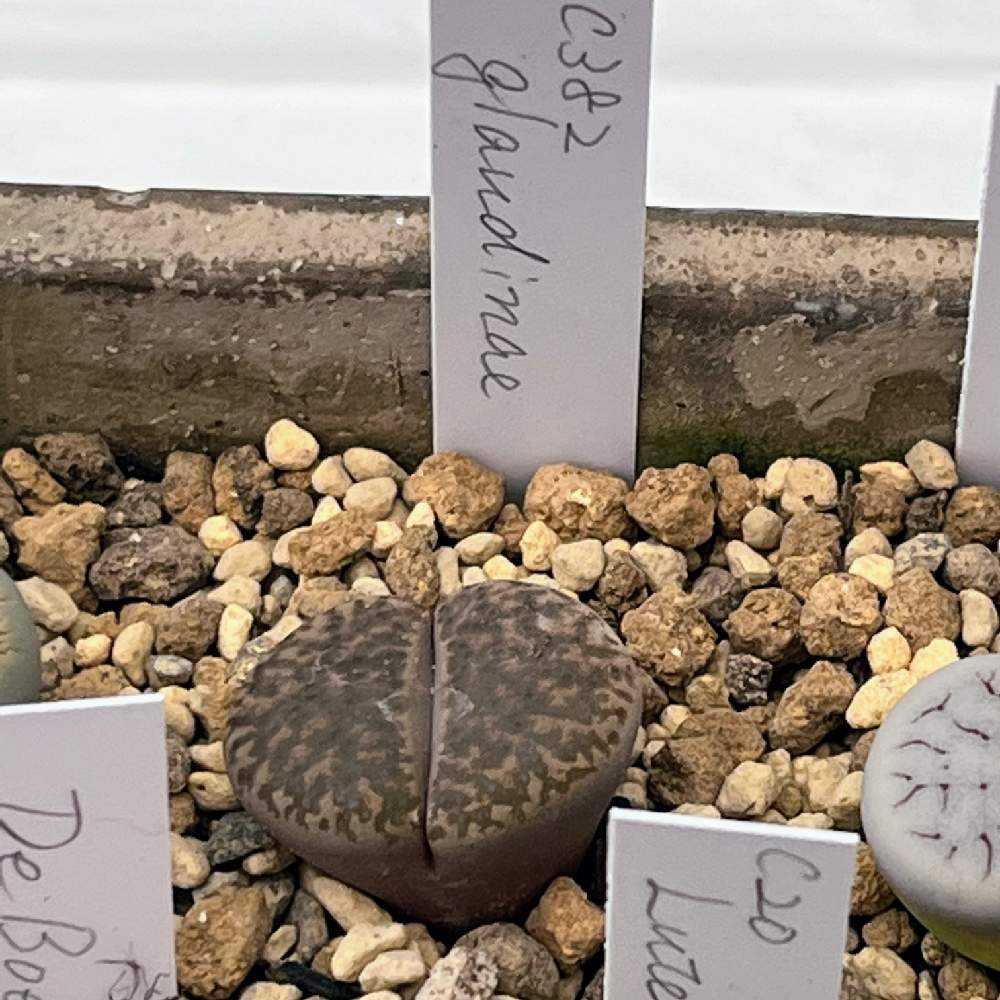 2023年に買ったリトープス ｜🍀GreenSnap（グリーンスナップ）