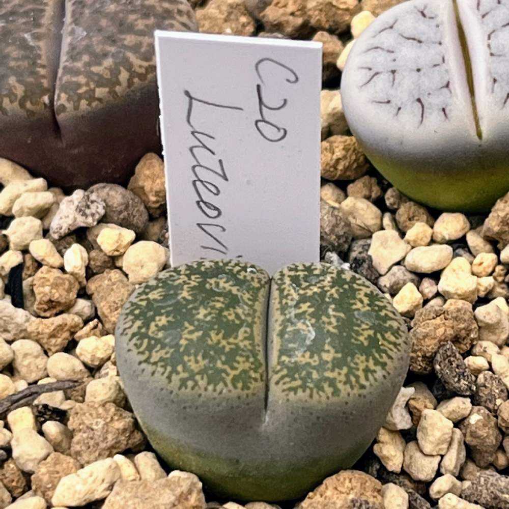 2023年に買ったリトープス ｜🍀GreenSnap（グリーンスナップ）