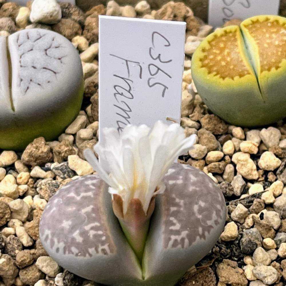 2023年に買ったリトープス ｜🍀GreenSnap（グリーンスナップ）