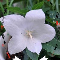 キキョウ,花のある暮らし,沖縄,白いお花,素敵な出会いに感謝の画像