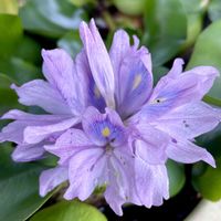 ホテイアオイ,ホテイアオイの花,可愛い,ありがとう♡,繋がりに感謝✨の画像
