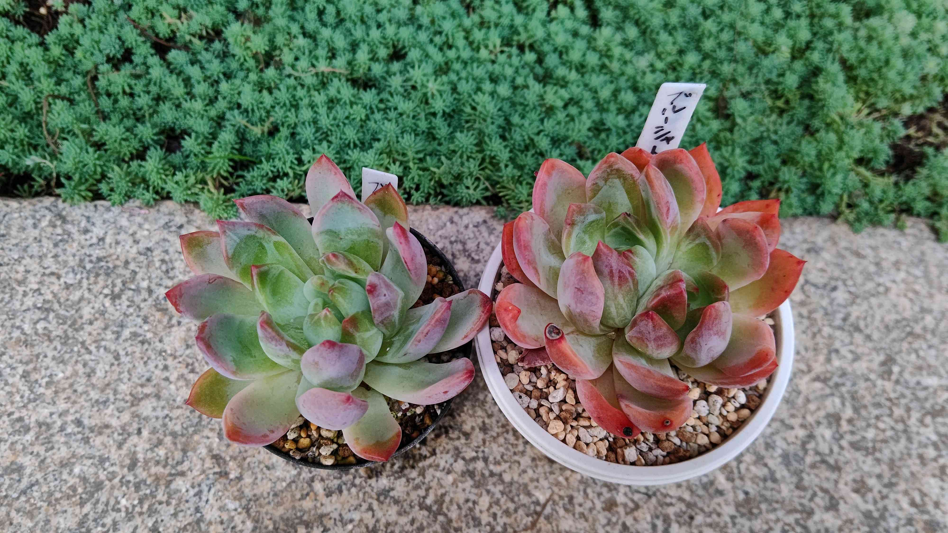 渥美園芸苗の一覧｜🍀GreenSnap（グリーンスナップ）