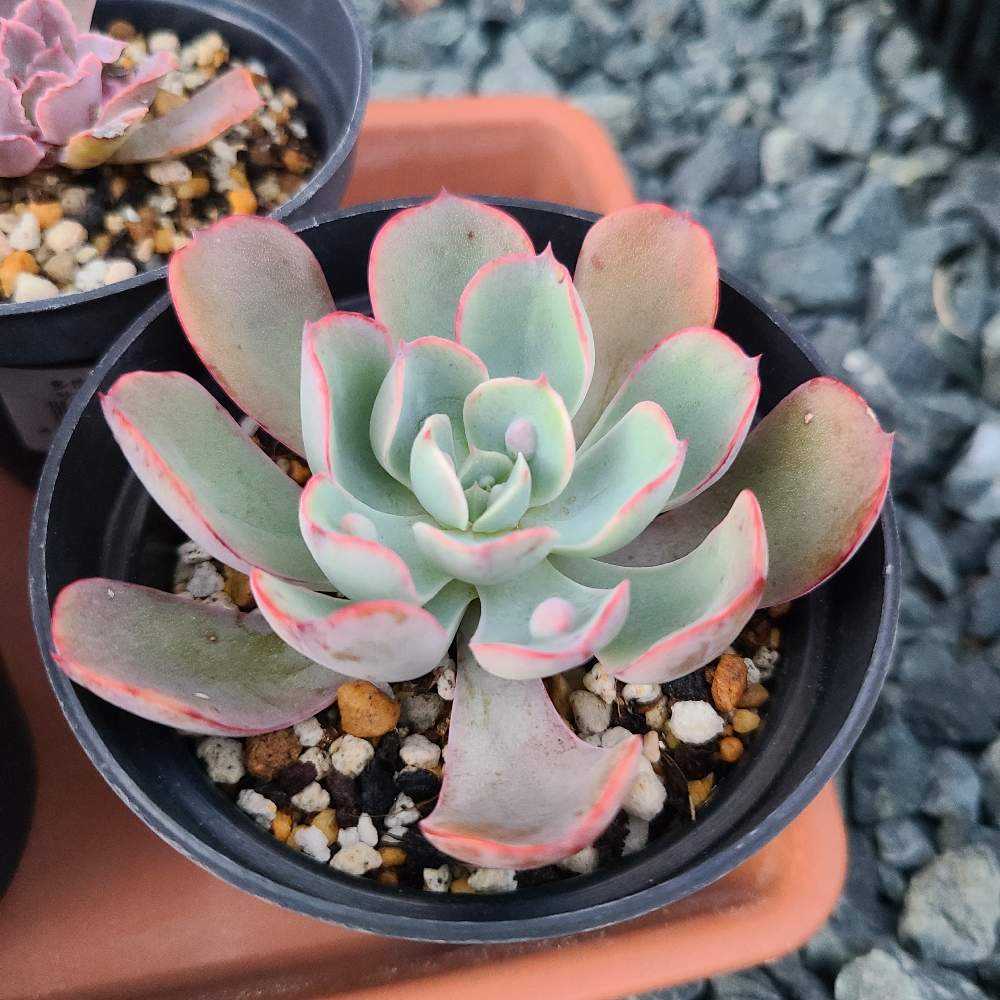 レインドロップスの成長記録‪💧‬‪💕｜🍀GreenSnap（グリーンスナップ）‬