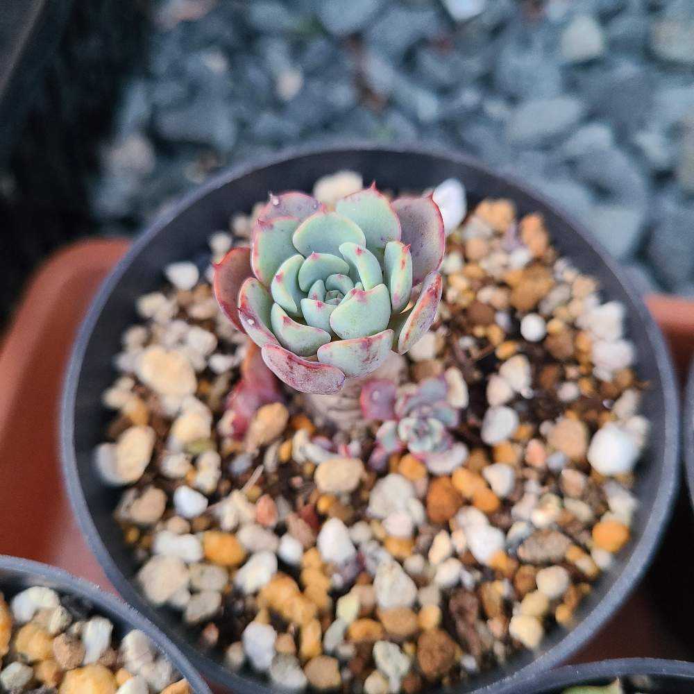 ギャラクシーブルー　抜き苗 ギャラクシーブルー 抜き苗