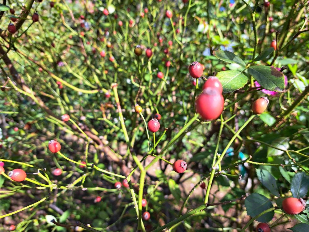 エリィさんの港の見える丘公園への投稿