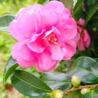 クローバー,ハゼラン,四つ葉のクローバー,ヒメジョオン,イヌダテの画像
