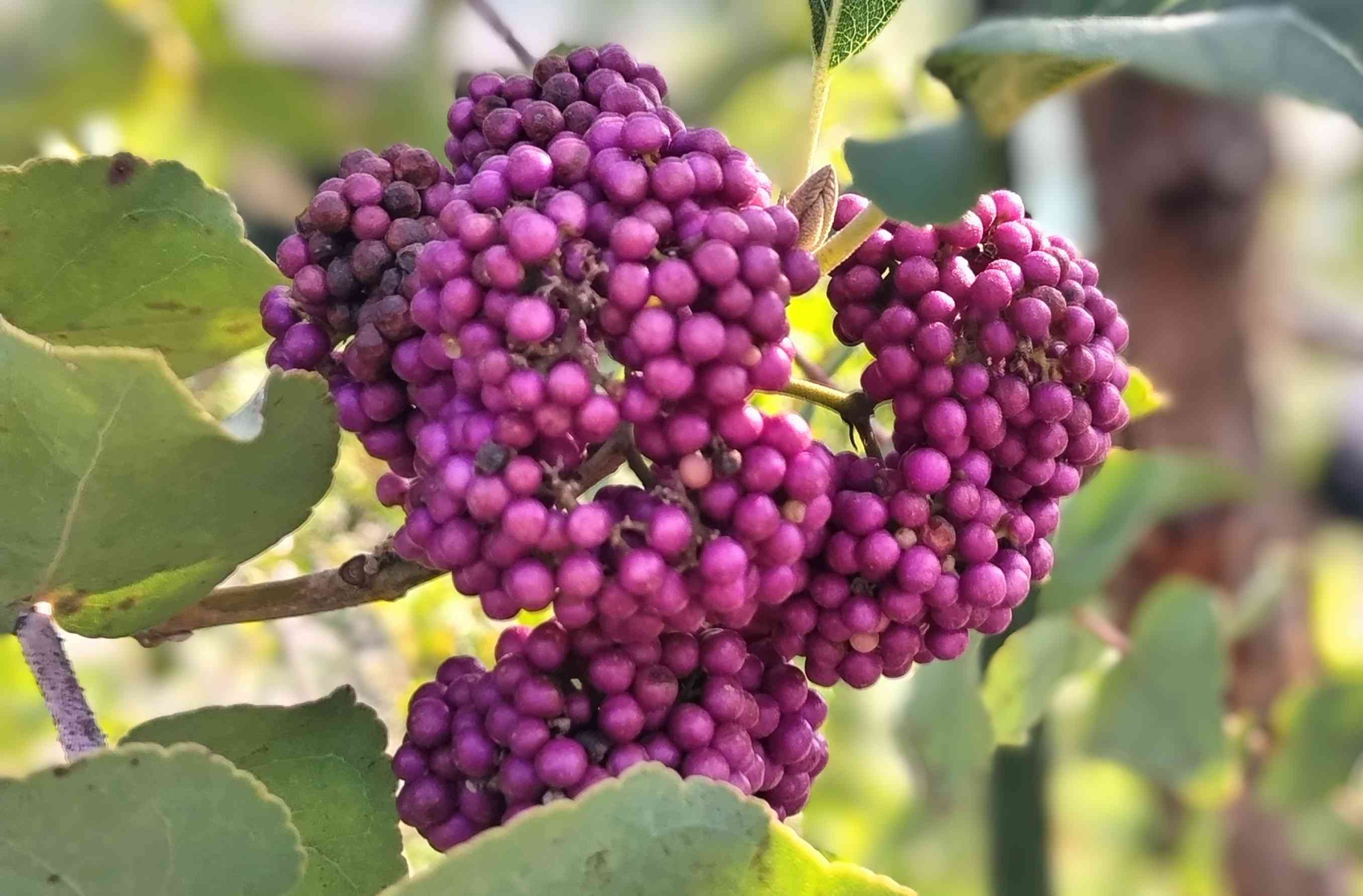 新宿御苑 −たまには熱帯植物−｜🍀GreenSnap（グリーンスナップ）